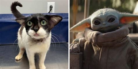 Hoping you'd get baby yoda as a holiday gift this year? Rescued Feline Dubbed 'Baby Yoda Cat' Is Totally Precious ...
