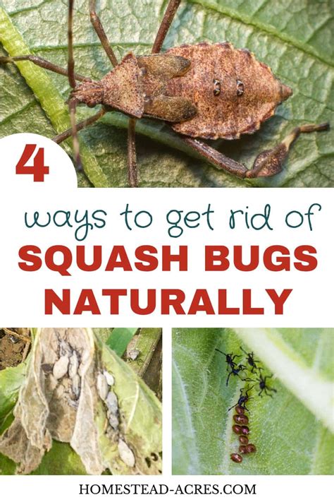 How To Get Rid Of Squash Bugs Homestead Acres