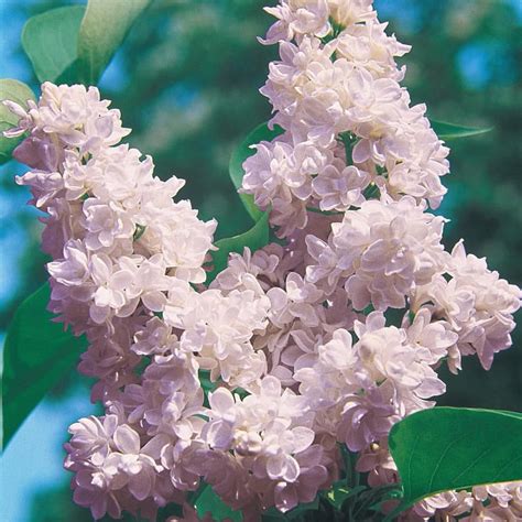Beauty Of Moscow Lilac Shrub Buy Lilac Bushes Spring Hill Nurseries