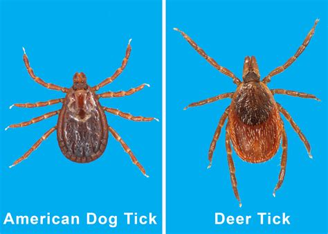 Observe Precautions In Tick Environments Mississippi State University