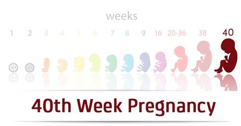 40th Week Pregnancy Symptoms Baby Development Tips And Body Changes