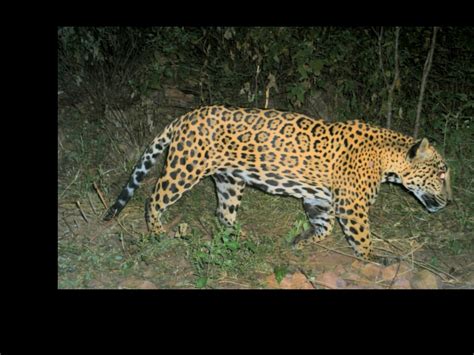 Researchers Study Jaguar Other Wildlife In Mexico