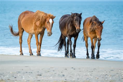 Wild Horses Of The Outer Banks — Mark Buckler Photography
