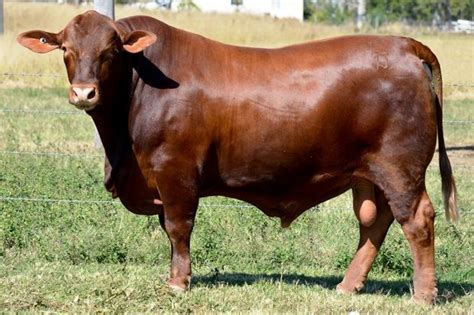 Pictures Of Red Angus And Red Brangus Lot 39 Duff Grass Hut G101 P