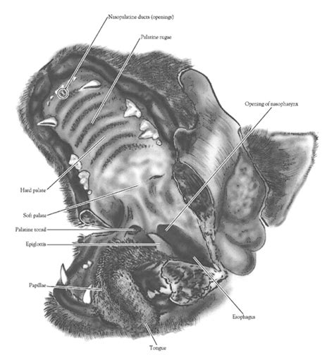 On The Cutting Edge Cat Dissection