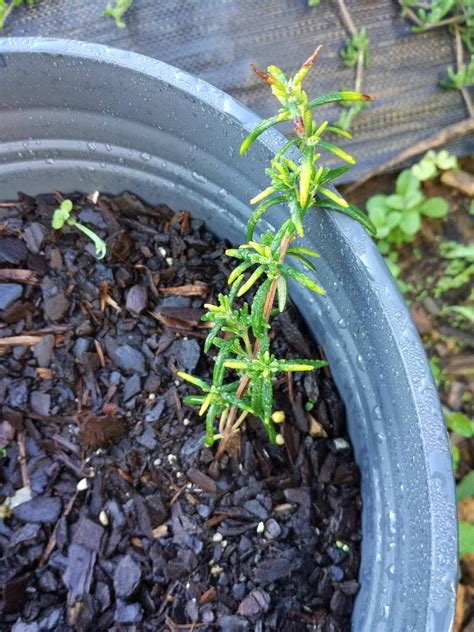 Transplanting Rosemary Leaves Yellowing At Tips Gardening