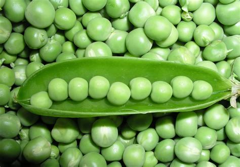 Easy Guide To Growing Perfect Peas The Micro Gardener
