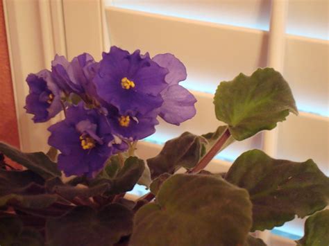 My Beautiful African Violets 1 Southardtl Flickr