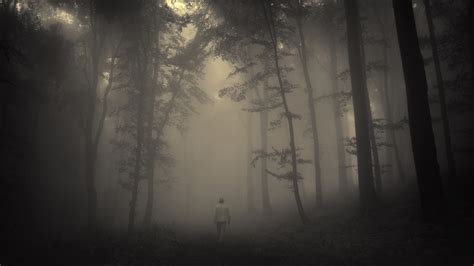 1920x1080 1920x1080 Misty Landscape Trees Creepy Forest Forest