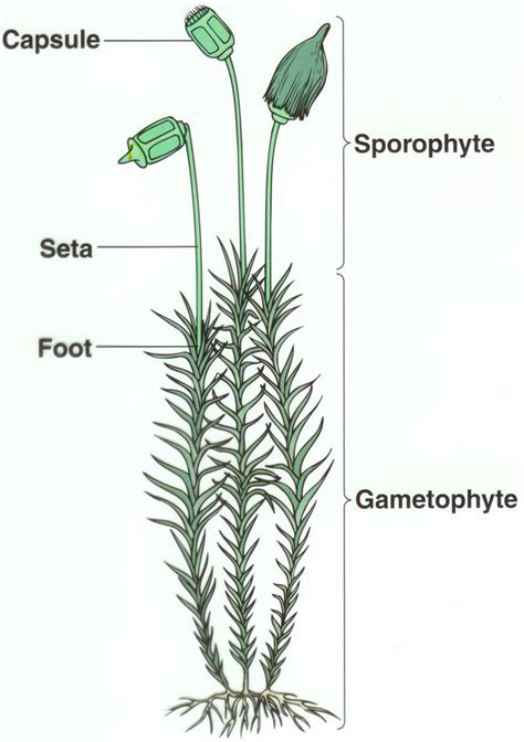 Moss Diagram Biology Evolution Of Plants Moss Plant Plant Science