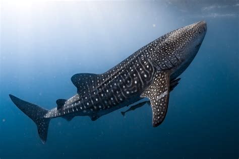 Whale Shark Spotted In Gorontalo Waters Environment The Jakarta Post