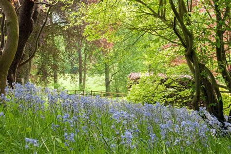 Springtime Bluebells In The Woodlands Of England Stock Image Image