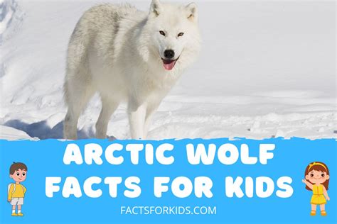 12 Arctic Wolf Facts For Kids To Boggle Your Mind Facts For Kids