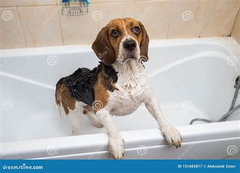 Bathing Of The American Beagle Dog Taking A Bubble Bath Grooming Dog