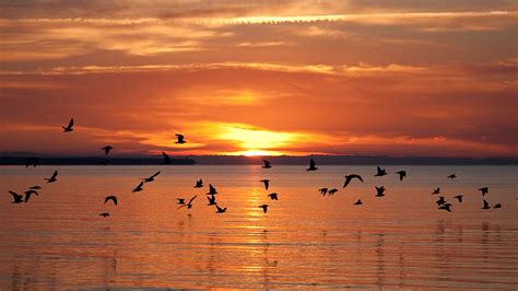 Birds Flying At Sunset Wallpaper Nature Wallpapers 45061
