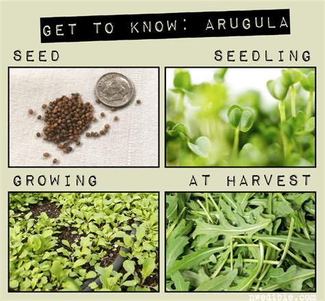 How To Grow Arugula In The Pacific Northwest Northwest Edible Life