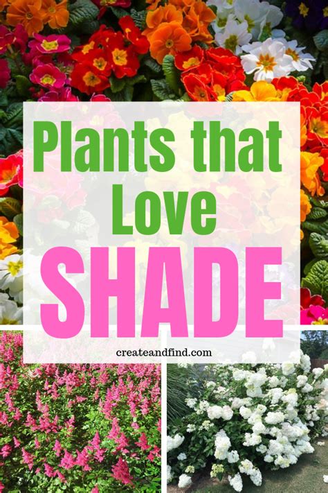 Gorgeous Plants That Love The Shade Add Some Of These Beautiful