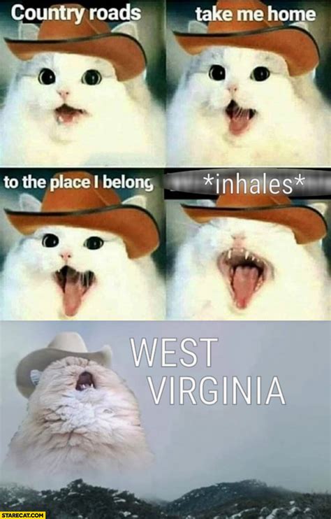Country Singing Cat Meme Goimages Valley