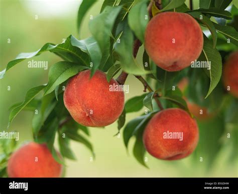 Peach Tree Hi Res Stock Photography And Images Alamy