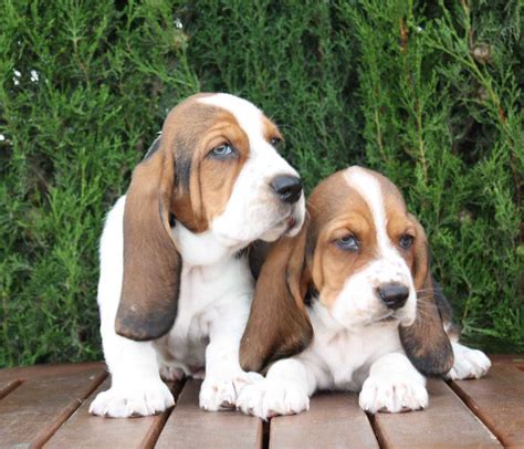 Caracteristicas E Historia Del Perro Basset Hound Conocelo Ya