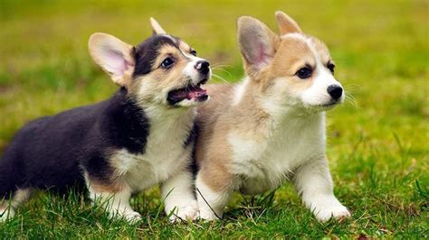 Corgi Puppy 10 Must Know Facts About The Cute Ruler Petmoo
