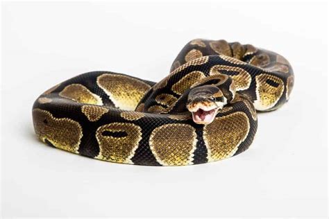 Ball Python Care Everything A Beginner Should Know Embora Pets