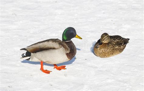 Ducks Left To Spend The Winter Walk In The Snow In The City Park Stock