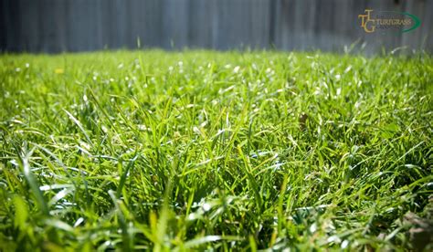 Bermuda Grass Vs Fescue Which One Is Better For Your Lawn The