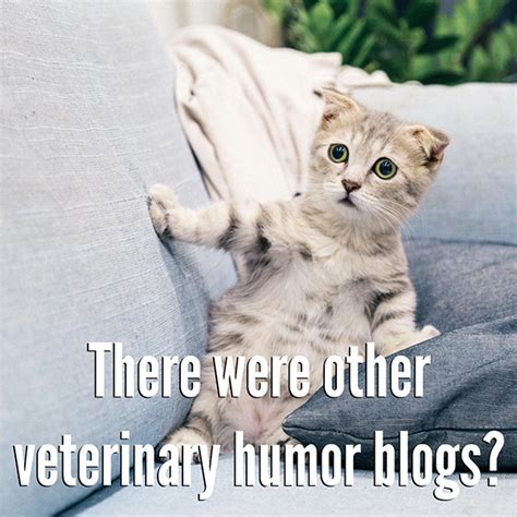 Veterinary Humor 7 Funny Captions For Stock Cat Photos Lifelearn Inc