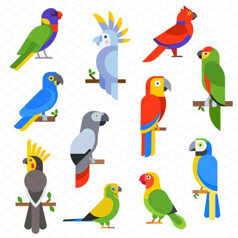 Cartoon Parrots Set Vector Animal Illustrations Creative Market