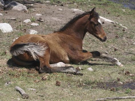 Why Does A Horse Lie Down The Horse