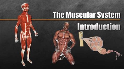 Muscular System Anatomy • Bodybuilding Wizard
