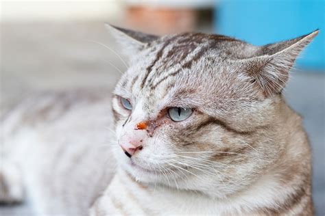 How To Clean Cat Eye Boogers Cat Eye Discharge Hepper