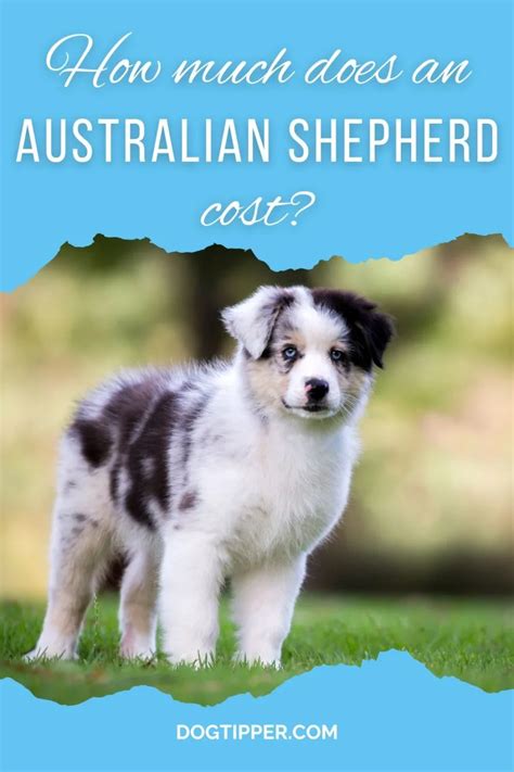 The Australian Shepherd Price Tag How Much Does An Aussie Cost