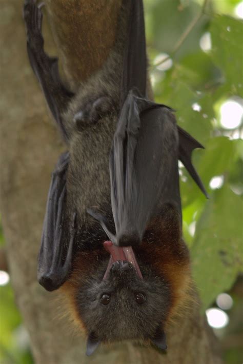 Grey Headed Flying Fox “pteropus Poliocephalus” Is The Largest Bat
