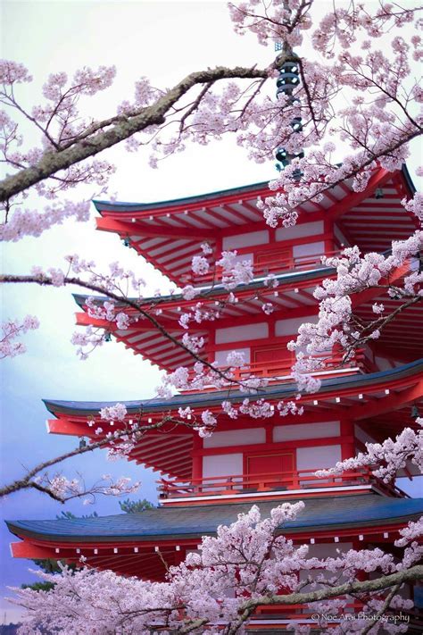 Japanese Castle Cherry Blossom Japan Japanese Landscape Japanese Castle