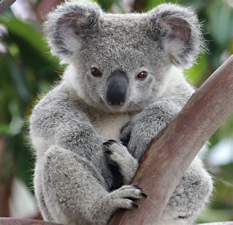 Lovely Koala Koala Baby Süße Tiere Australische Tiere