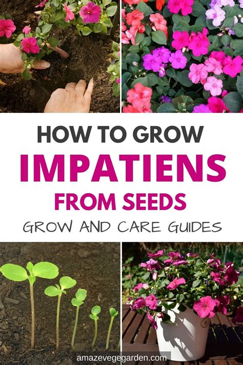 Learn How To Grow Impatiens From Seeds Amaze Vege Garden