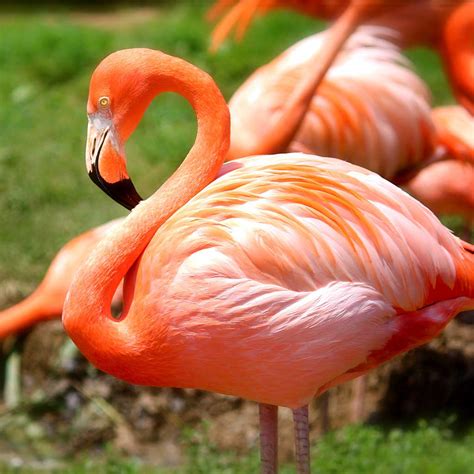 How Do Flamingos Catch Their Food Parote