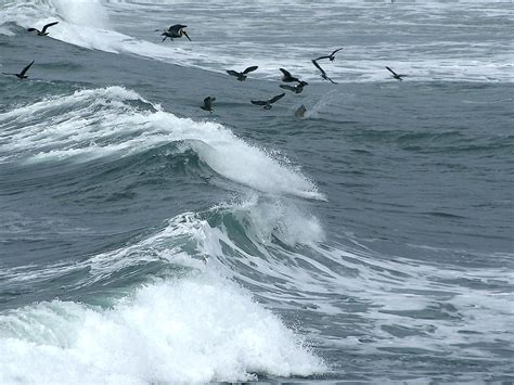 Waves Free Stock Photo Pelicans Flying Over The Ocean 4174