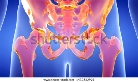 3d Rendered Illustration Human Skeletal Hip Stock Illustration