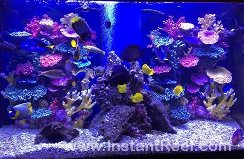 Saltwater Fish Tank Aquariums