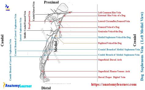 Dog Saphenous Vein Lateral And Medial Anatomy Anatomylearner The