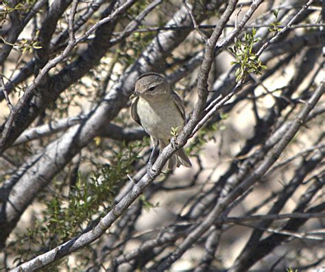 Ebird Checklist Apr Cabeza Prieta Nwr Visitor Center Species Other Taxa