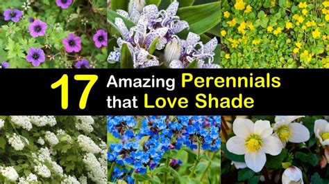 17 Amazing Perennials That Love Shade