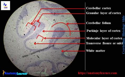 Cerebellum Histology Histological Structure Of Cerebellar Cortex