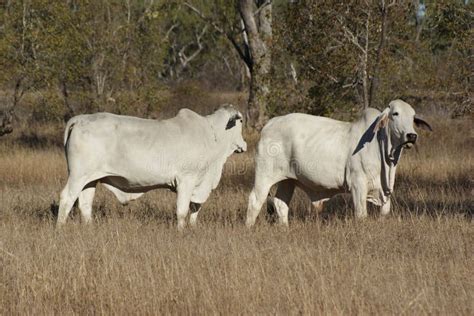 Brahman Bulls In Paddock Stock Image Image Of Hump 138596159