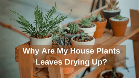 Why Is My Houseplant Wilting Causes Solutions Plus A Secret Tip