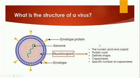 What Is The Structure Of A Virus Biology Youtube