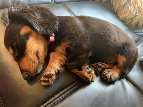 Miniature Dachshund Puppies For Sale Plum Pa 312032